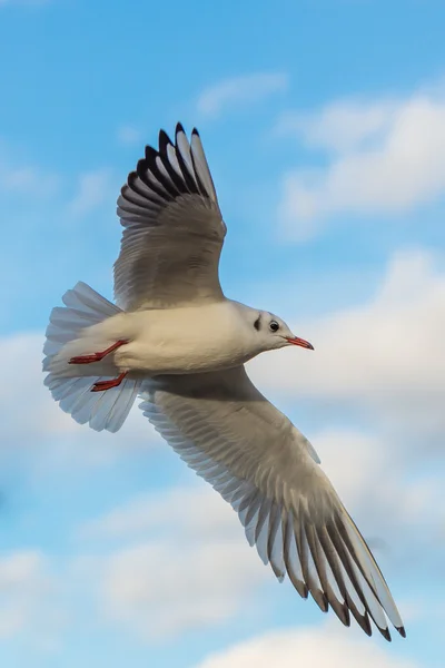 Mouette à tête noire - Chroicocephalus ridibundus Photo De Stock