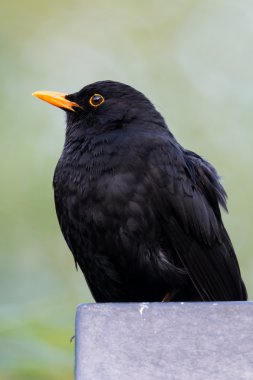 ortak karakuş - turdus merula