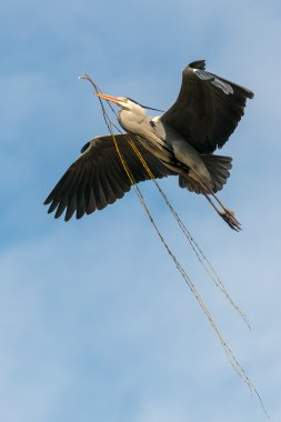 kuş gri balıkçıl