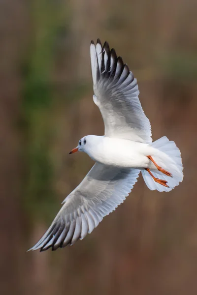 Gaviota de cabeza negra - Chroicocephalus ridibundus — Foto de Stock