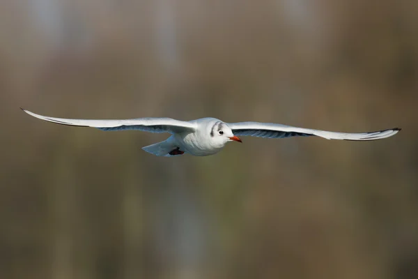 Sorthovedet måge - Chroicocephalus ridibundus - Stock-foto