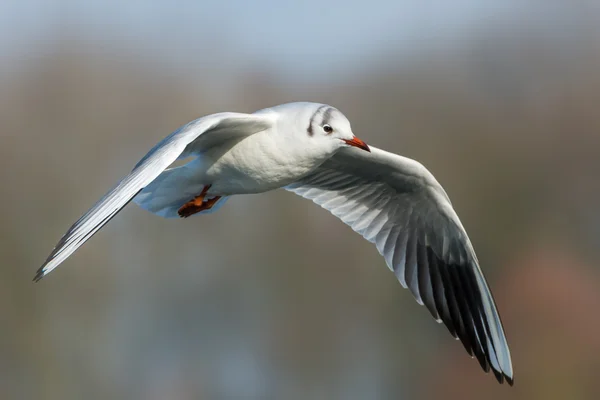 Gaviota de cabeza negra - Chroicocephalus ridibundus — Foto de Stock