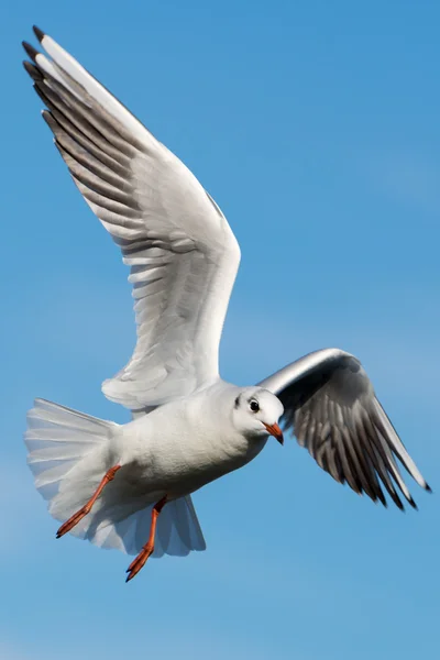 Gaviota de cabeza negra - Chroicocephalus ridibundus — Foto de Stock