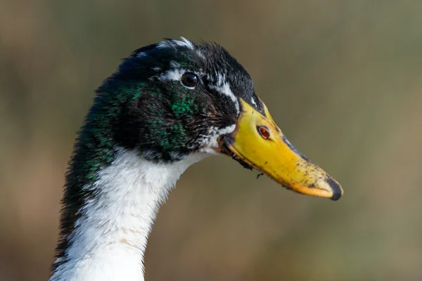 Ánade azulón - anas platyrhynchos —  Fotos de Stock