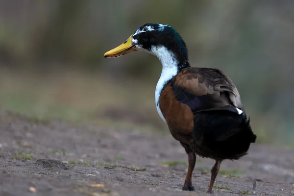 Ánade azulón - anas platyrhynchos —  Fotos de Stock