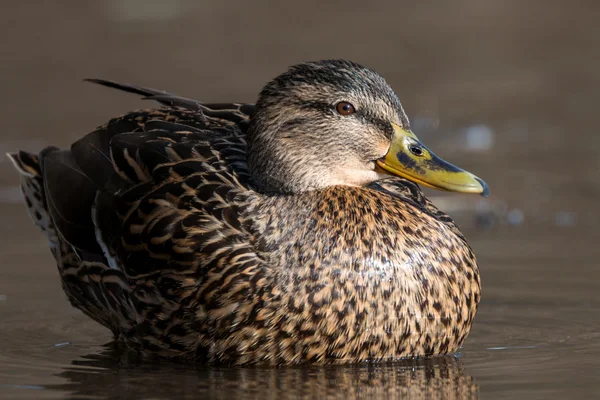 Germano reale - Anas platyrhynchos — Foto Stock