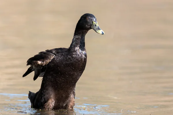 Pato-real - anas platyrhynchos — Fotografia de Stock