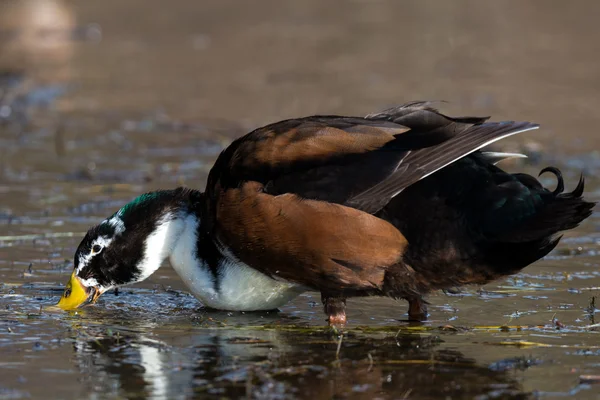 Canard colvert - anas platyrhynchos — Photo