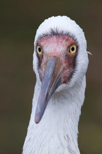 Журавель білий птах — стокове фото