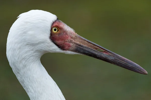 Uccello Gru siberiana — Foto Stock