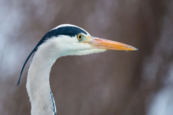 Garza gris pájaro —  Fotos de Stock