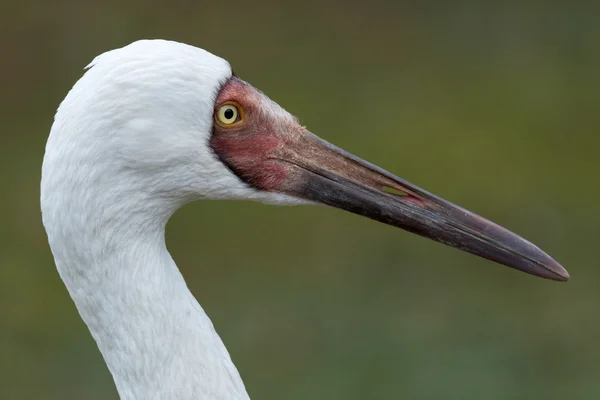 Bird Siberian crane — Stock Photo, Image