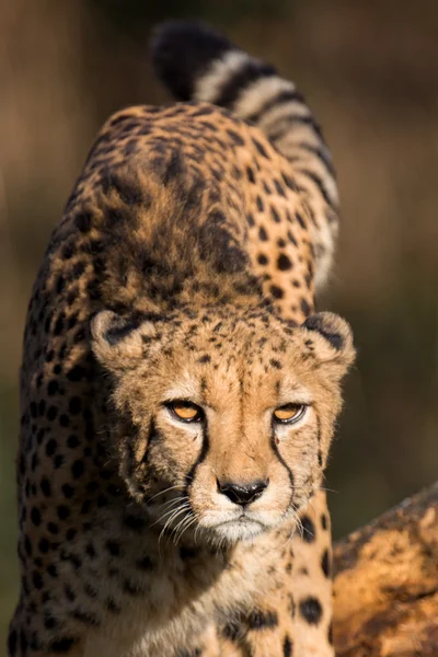 Cheetah - Acinonyx jubatus — Stock Photo, Image