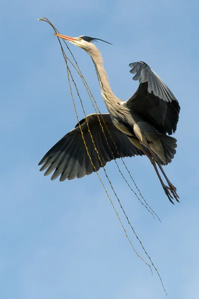Szary ptak Czapla — Zdjęcie stockowe