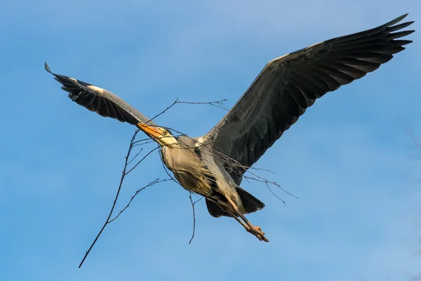 Fågel grå Häger — Stockfoto