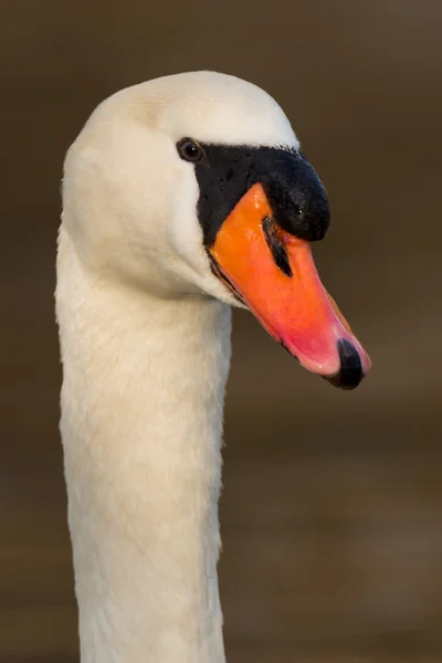 Cisne mudo - cygnus olor —  Fotos de Stock