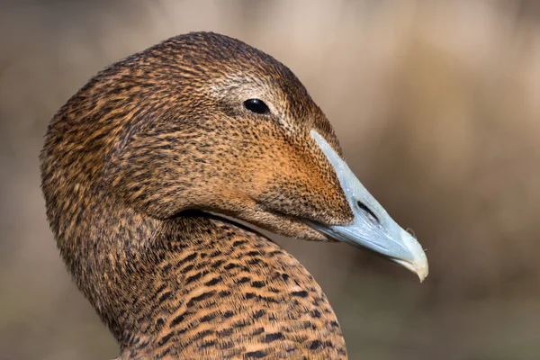 Wspólne eider - somateria mollissima — Zdjęcie stockowe