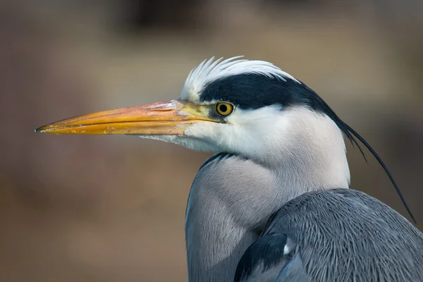 Grey heron, Ardea cinerea — Stock Photo, Image