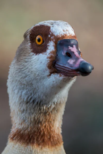 Egyptian goose - Alopochen aegyptiacus — Stock Photo, Image