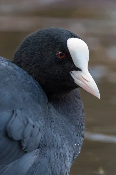 Coot euroasiático - Fulica atra —  Fotos de Stock