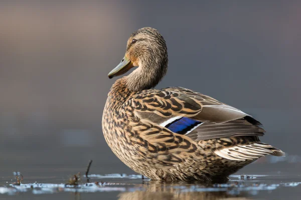 Ánade azulón - anas platyrhynchos —  Fotos de Stock