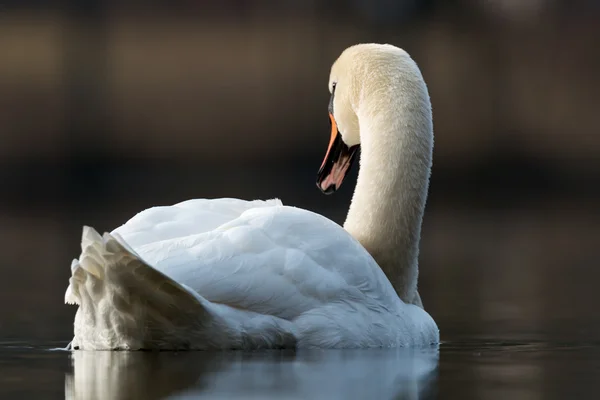 Mute swan - Cygnus olor — Stock Photo, Image