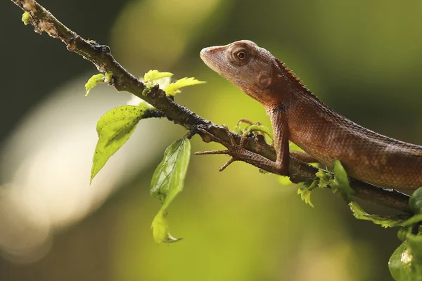 Lizard — Stock Photo, Image