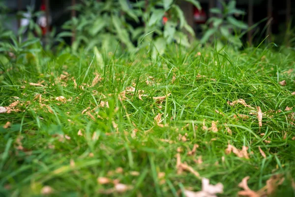 Withered autumn leaves. — Stock Photo, Image