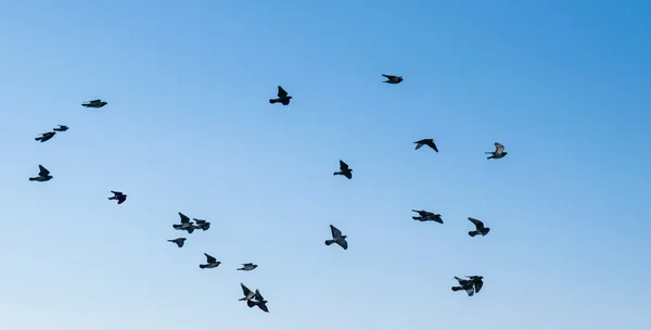 Duża grupa gołębi. — Zdjęcie stockowe