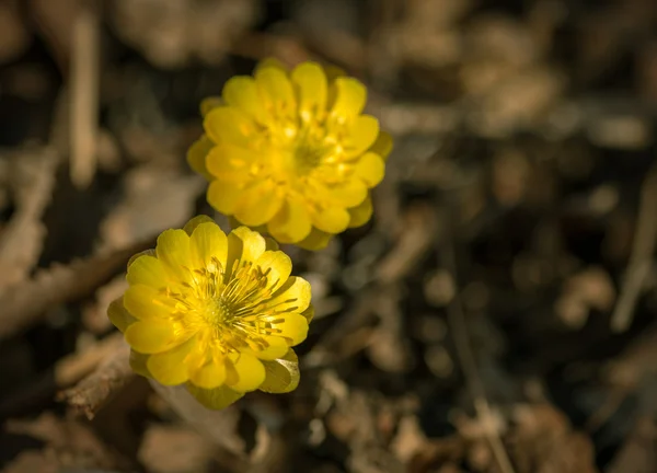 Vue rapprochée des premières fleurs printanières . — Photo