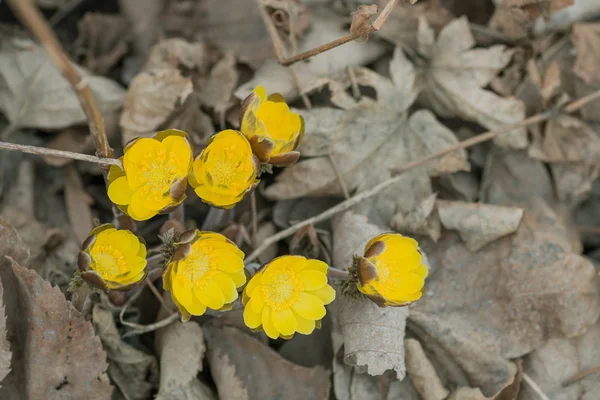 Close-up van de eerste Lentebloemen. — Stockfoto