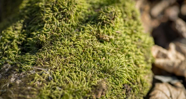 Green moss closeup. — Zdjęcie stockowe