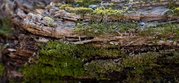 Green moss closeup. — Stock Photo, Image