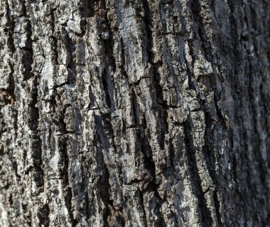 Ağaç kabuğu dokusu portre.