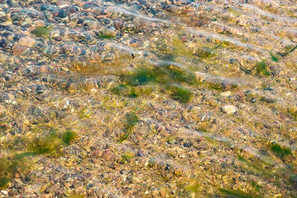 Морское дно с галькой и алгеей . — стоковое фото