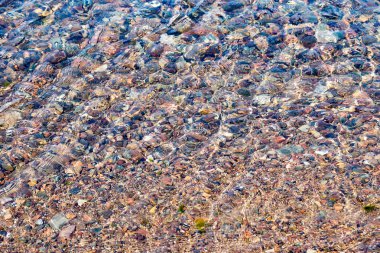 Deniz dibinde çakıl taşları ile birlikte.