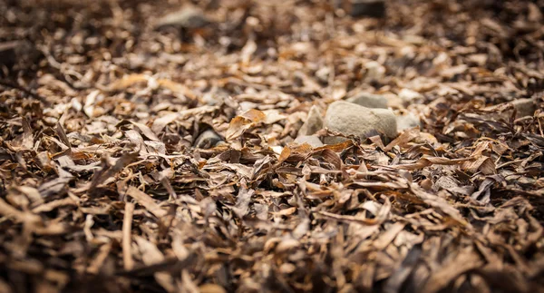 Feuilles d'automne fanées . — Photo