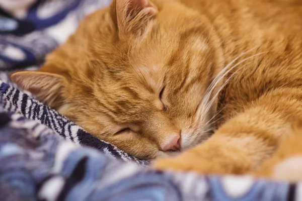 Dormir gato rojo . — Foto de Stock