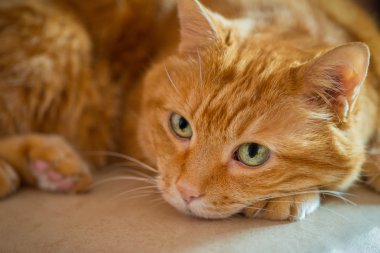 çok güzel kırmızı kedi.