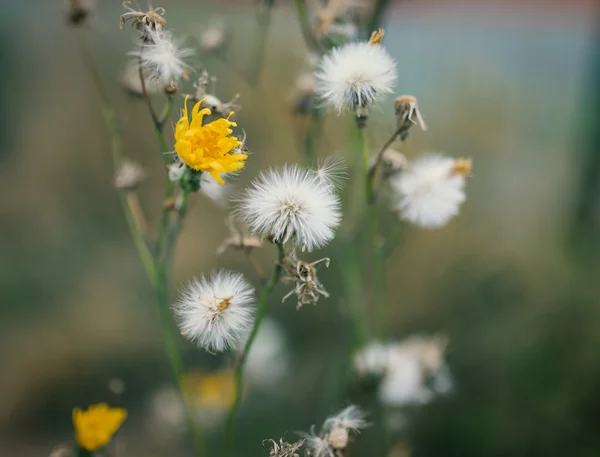 Fleurs de pissenlit fanées . — Photo