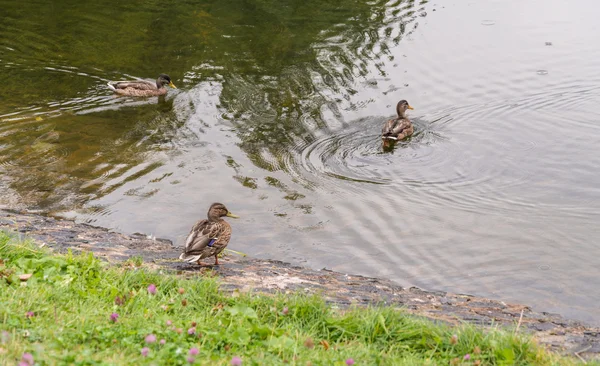 Groupe de canards colverts . — Photo