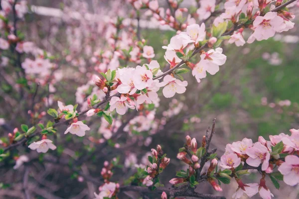 Bunga sakura musim semi . — Stok Foto