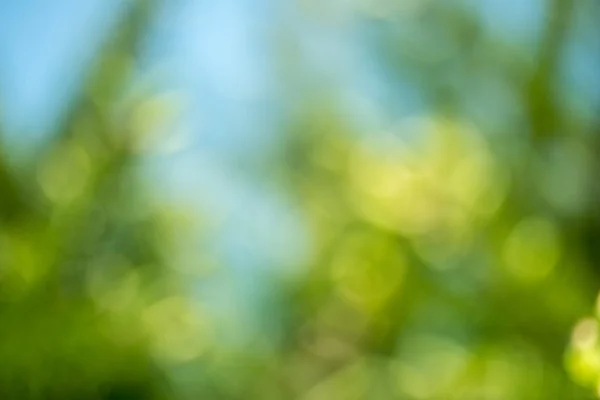 Bokeh naturliga bakgrund. — Stockfoto