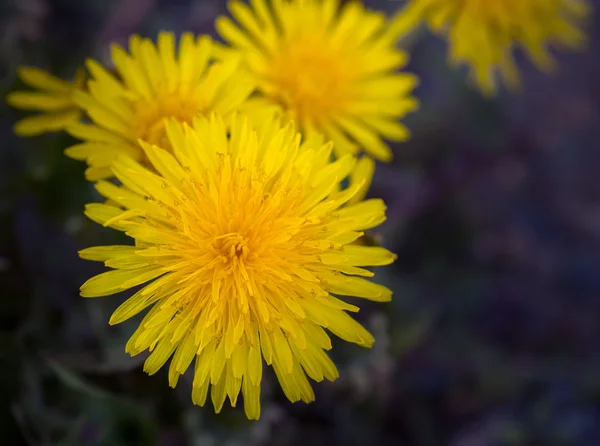 Yellow dandelion flower. — Stock Photo, Image