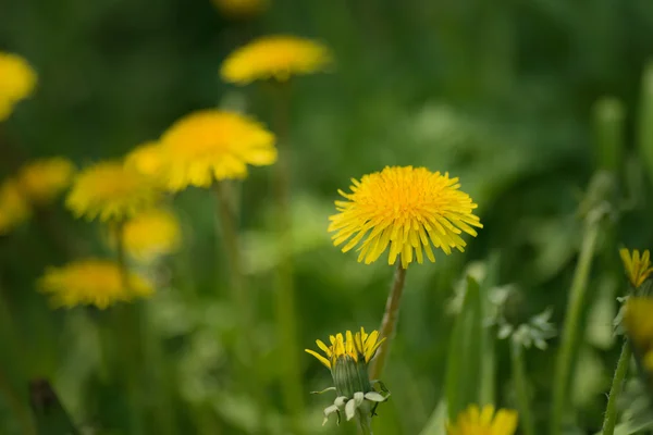 Yellow dandelion flower. — Stock Photo, Image