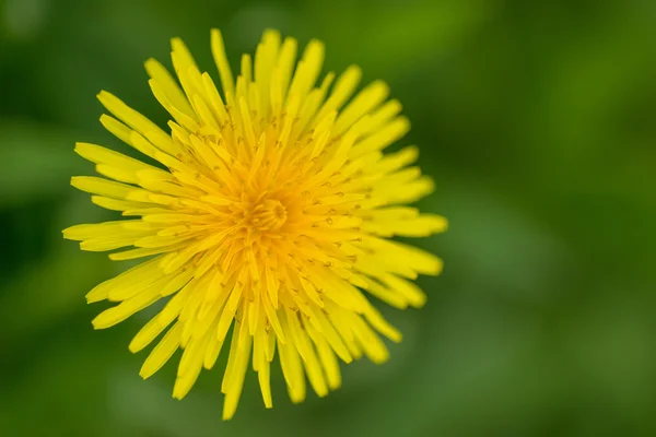 Gelber Löwenzahn. — Stockfoto