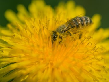 Karahindiba çiçeğinin üzerindeki arı. 