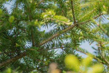Çamın dalları bahar.