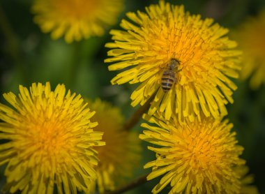 Karahindiba çiçeğinin üzerindeki arı.