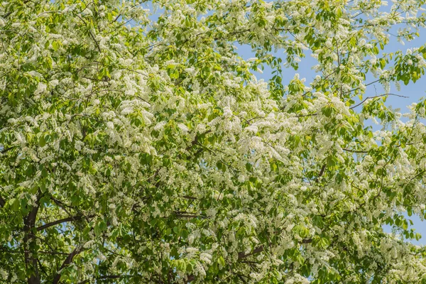 Aves europeas Cerezo en flor en el jardín de primavera . —  Fotos de Stock